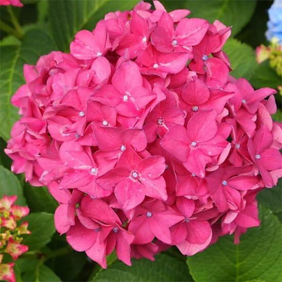 Thick Pink Hydrangea Seeds - Flower Plant