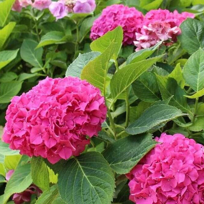 Thick Pink Hydrangea Seeds - Flower Plant
