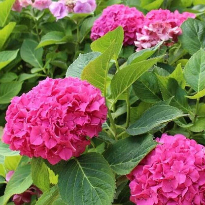 Thick Pink Hydrangea Seeds - Flower Plant