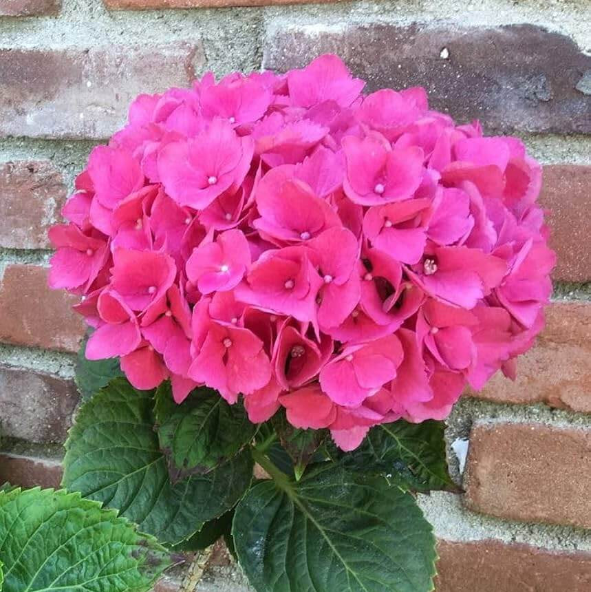 Thick Pink Hydrangea Seeds - Flower Plant