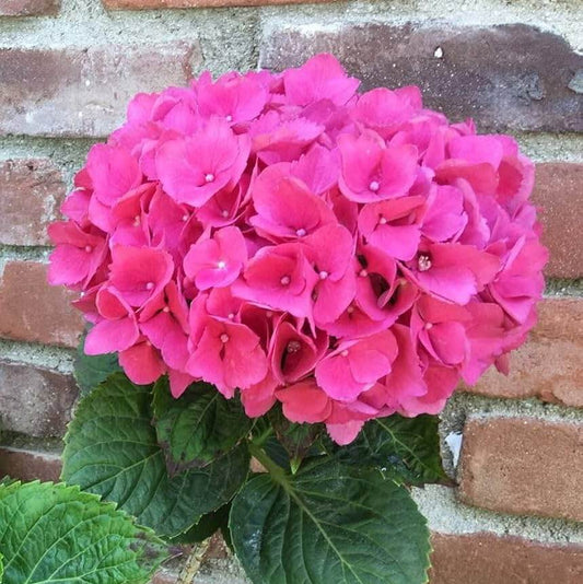Thick Pink Hydrangea Seeds - Flower Plant