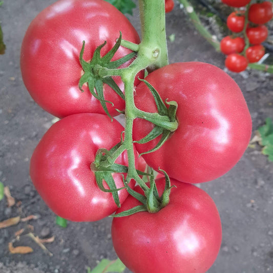 Thick Pink Tomato Seeds