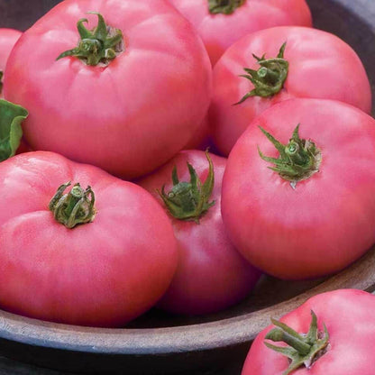 Thick Pink Tomato Seeds