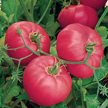 Thick Pink Tomato Seeds