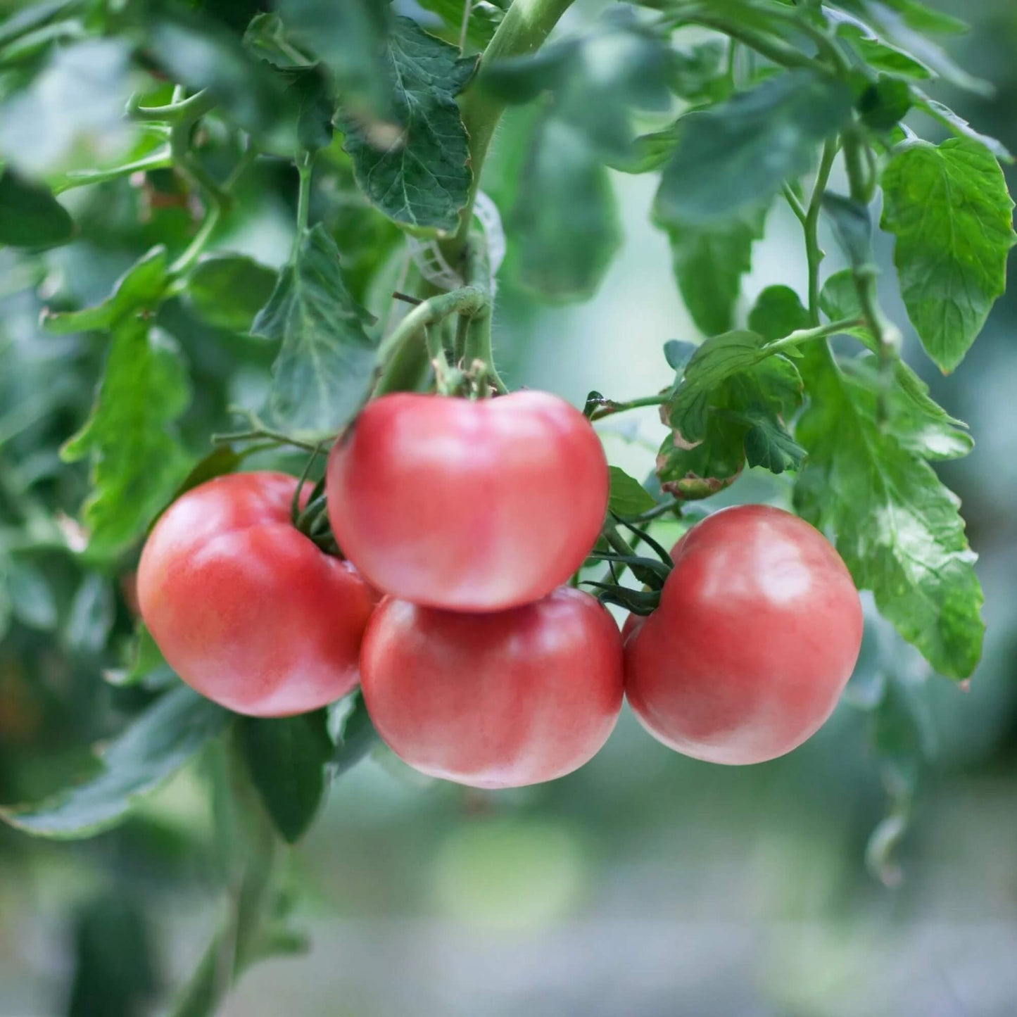 Thick Pink Tomato Seeds