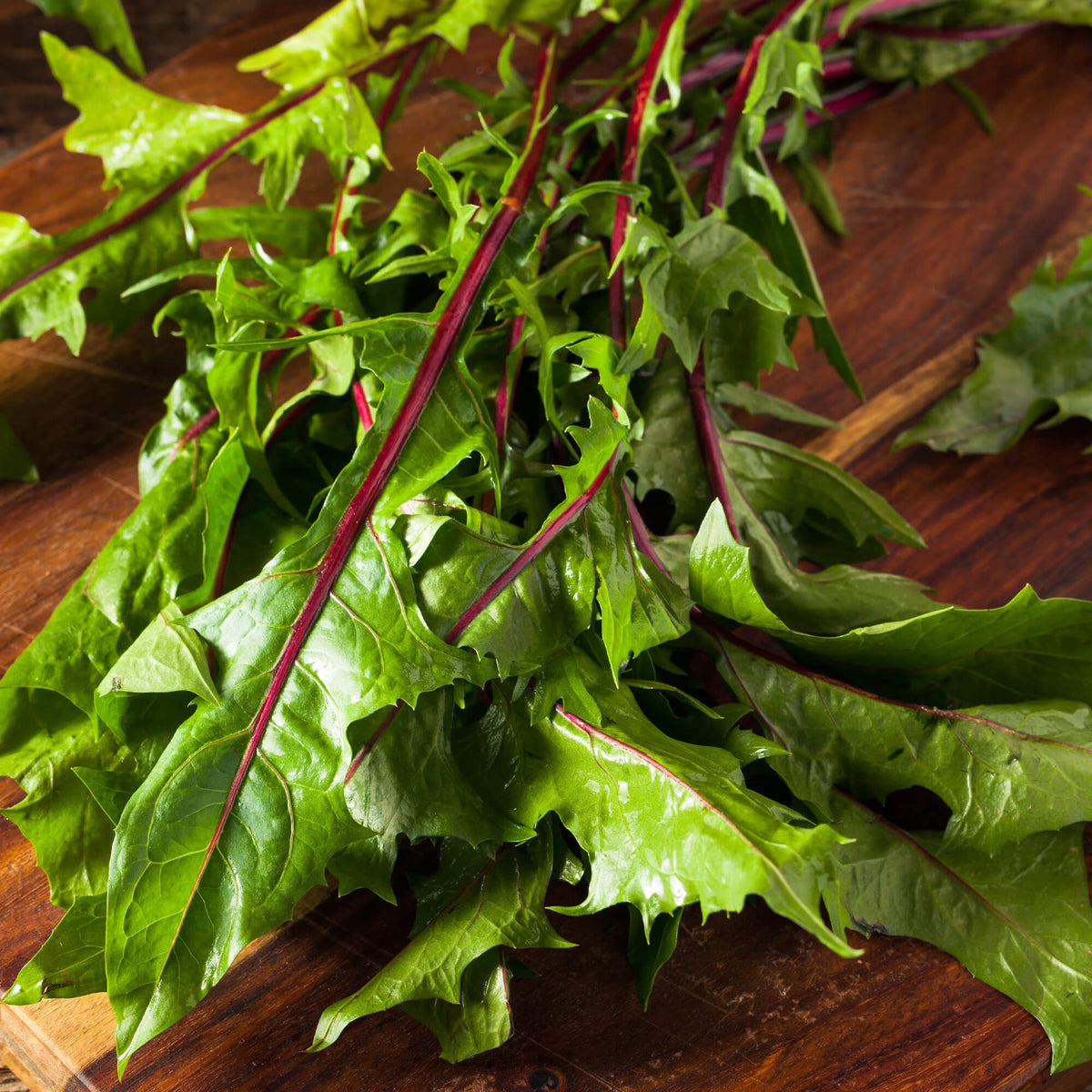 Thick Stem Endive Seeds 