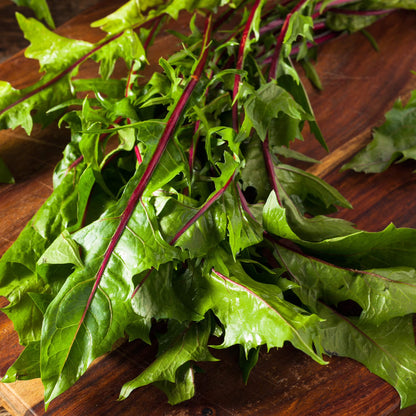Thick Stem Endive Seeds 