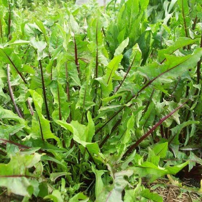 Thick Stem Endive Seeds 