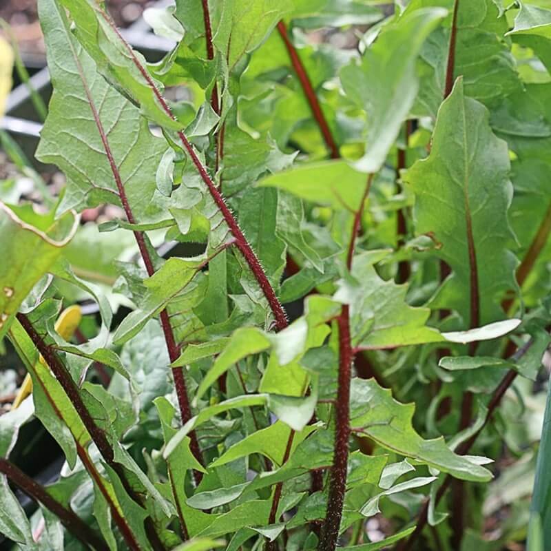 Thick Stem Endive Seeds 