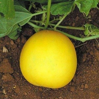 Thick Yellow Cucumber Seeds 