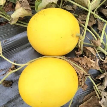 Thick Yellow Cucumber Seeds 