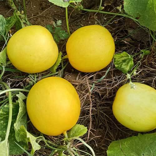 Thick Yellow Cucumber Seeds 