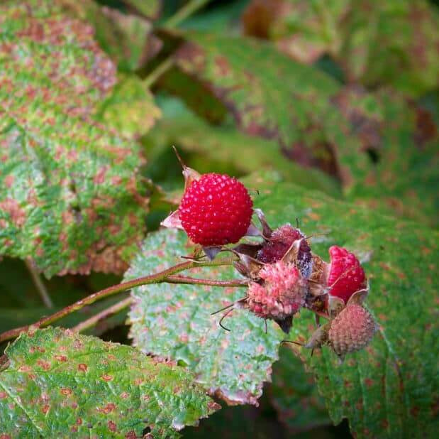Thimbleberry seeds - Fruit Plant for Home Gardens