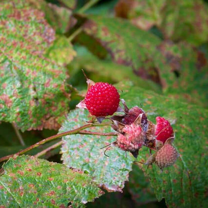 Thimbleberry seeds - Fruit Plant for Home Gardens
