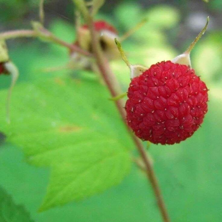 Thimbleberry seeds - Fruit Plant for Home Gardens