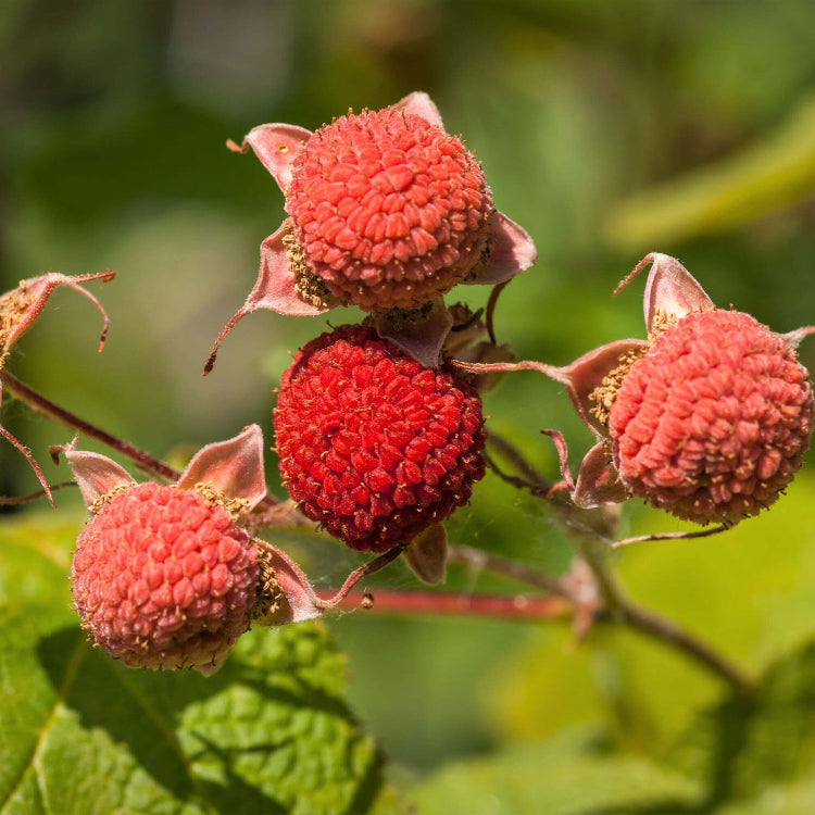 Thimbleberry seeds - Fruit Plant for Home Gardens