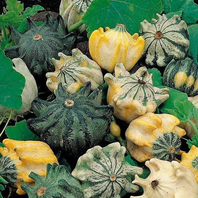 Thorn Pumpkin Seeds
