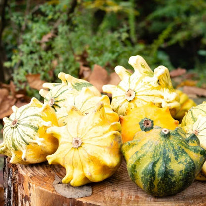 Thorn Pumpkin Seeds