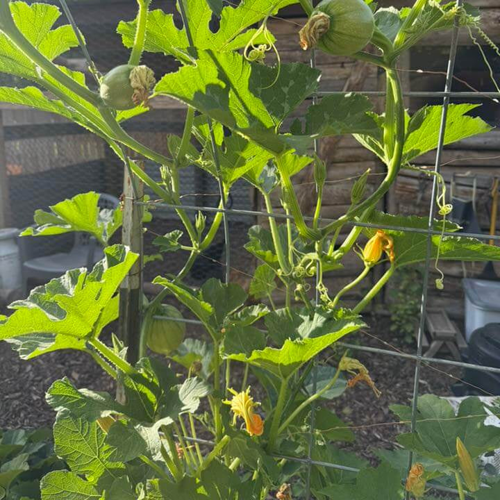 Thorn Pumpkin Seeds
