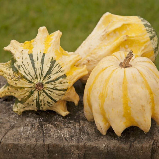 Thorn Pumpkin Seeds