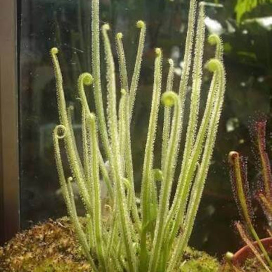 Thread Leaf Sundew Seeds