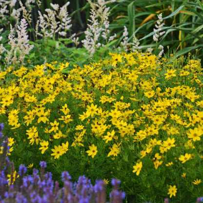 Threadleaf Coreopsis Seeds - Flower Plant