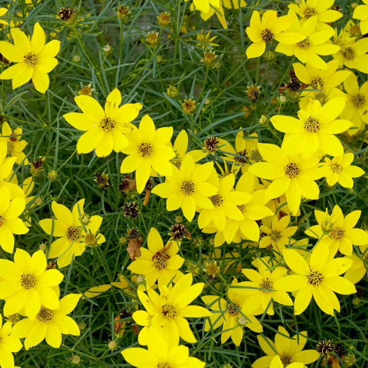 Threadleaf Coreopsis Seeds - Flower Plant