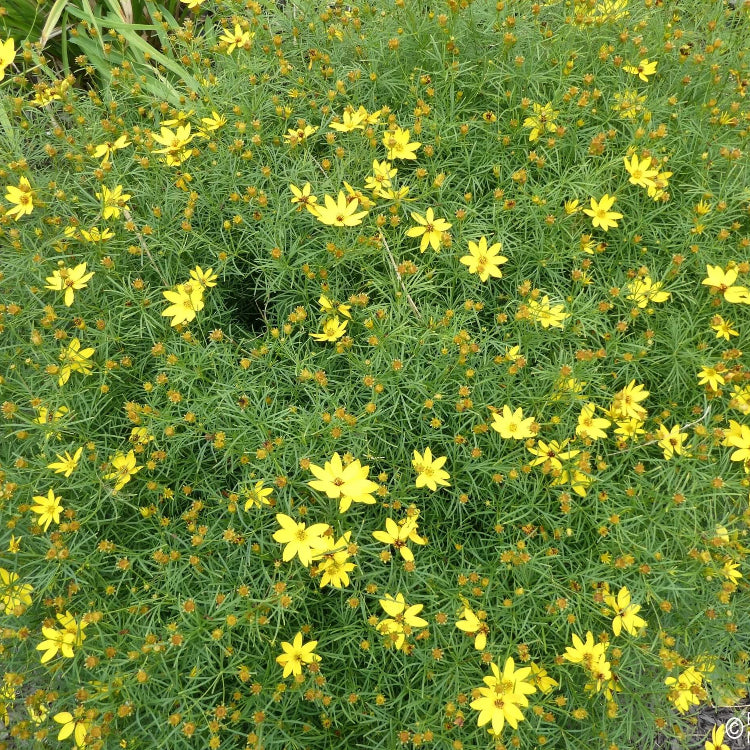 Threadleaf Coreopsis Seeds - Flower Plant