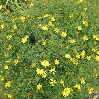 Threadleaf Coreopsis Seeds - Flower Plant