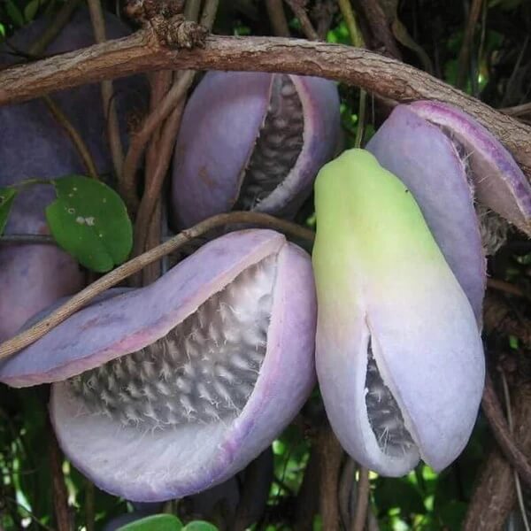 Three Leaf Chocolate Vine Seeds