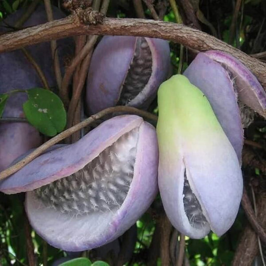 Three Leaf Chocolate Vine Seeds