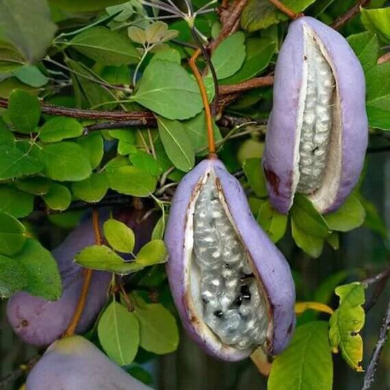 Three Leaf Chocolate Vine Seeds