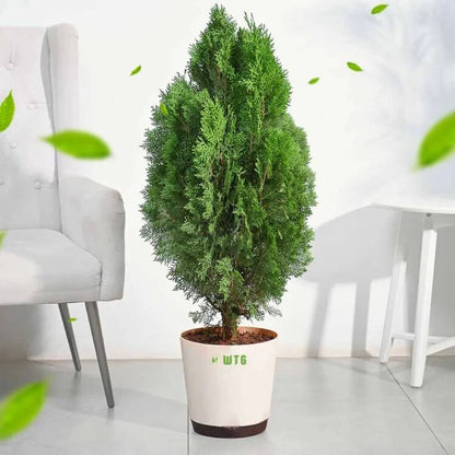 Thuja Seeds - Heirloom Flower Plant for Home Gardens