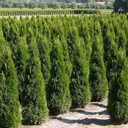 Thuja Seeds - Heirloom Flower Plant for Home Gardens