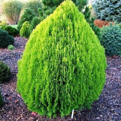 Thuja Seeds - Heirloom Flower Plant for Home Gardens