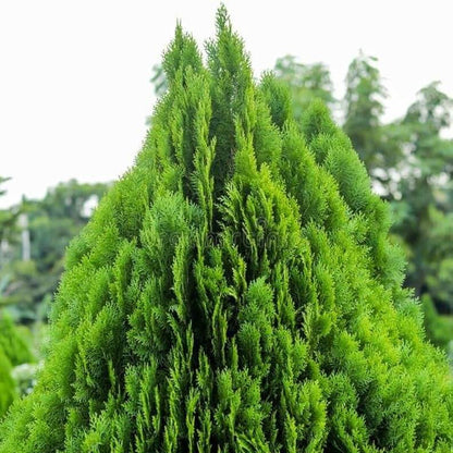 Thuja Seeds - Heirloom Flower Plant for Home Gardens