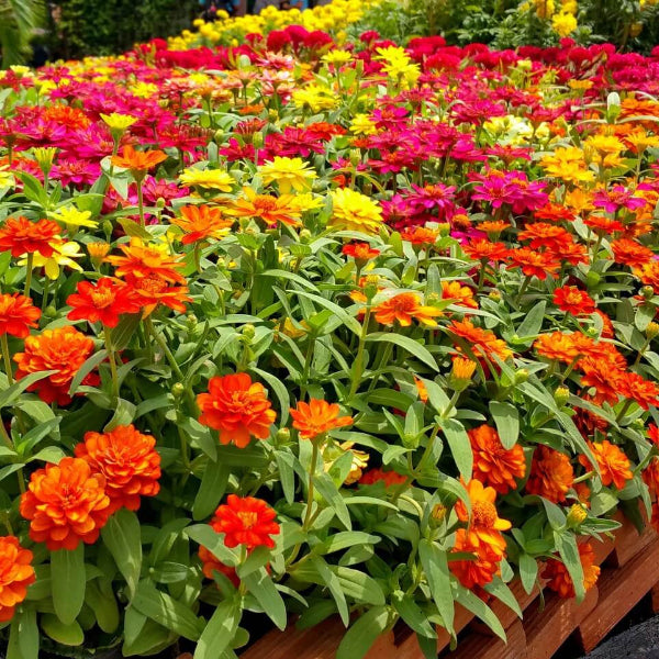 Thumbelina Zinnia Seeds - Flower Plant