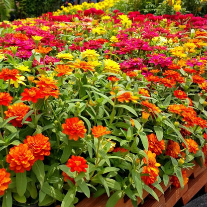 Thumbelina Zinnia Seeds - Flower Plant