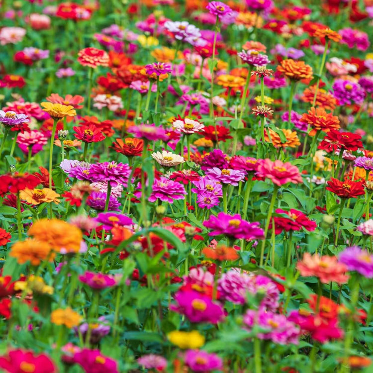 Thumbelina Zinnia Seeds - Flower Plant