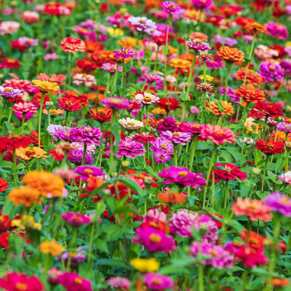 Thumbelina Zinnia Seeds - Flower Plant