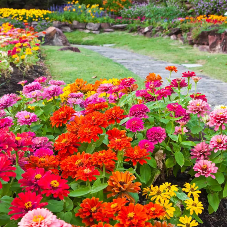 Thumbelina Zinnia Seeds - Flower Plant