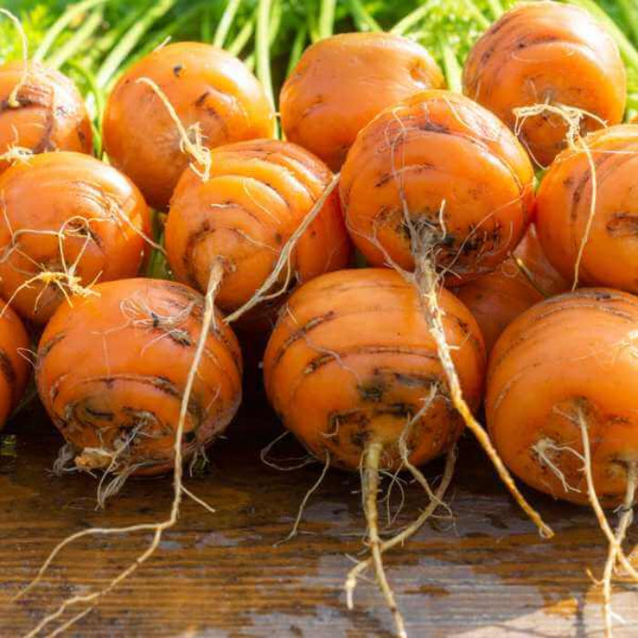 Thumbelina carrot seeds - Vegetable Plant