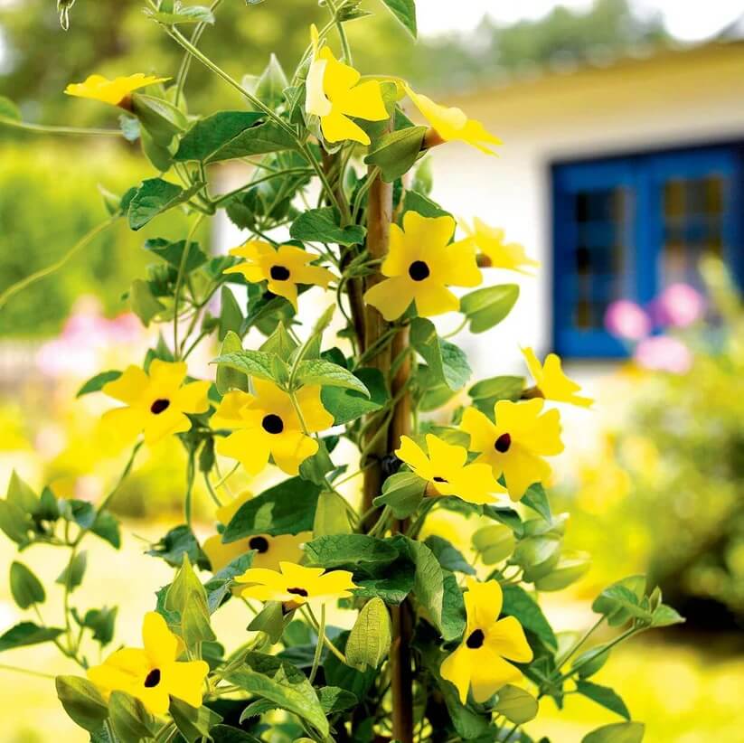 Thunbergia Alata Seeds for Planting