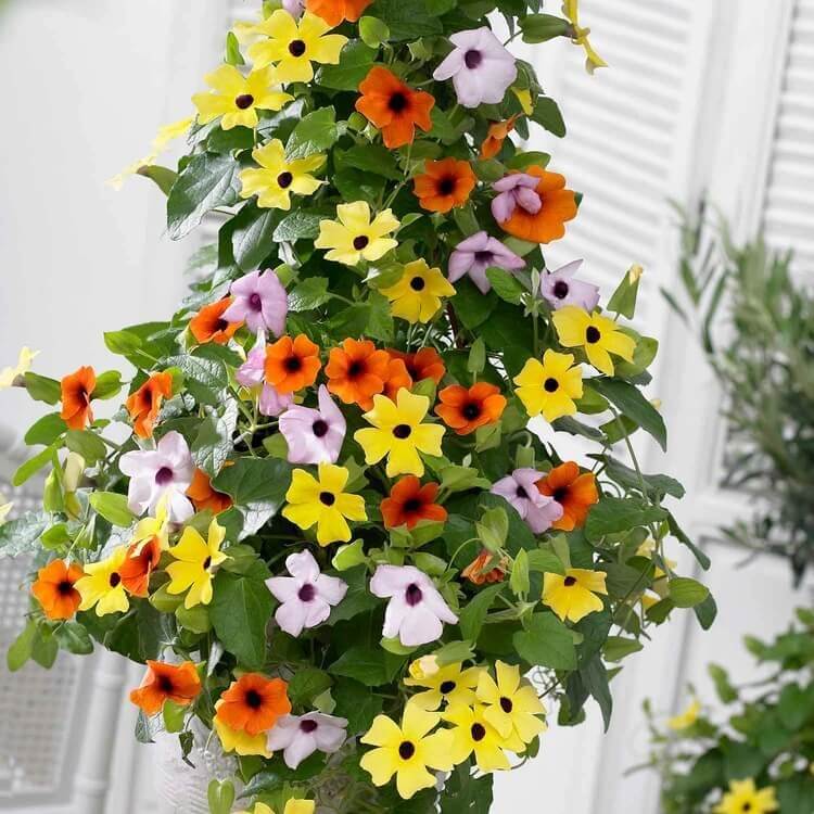 Thunbergia Alata Seeds for Planting