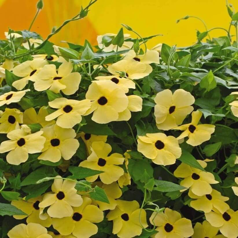 Thunbergia Alata Seeds for Planting
