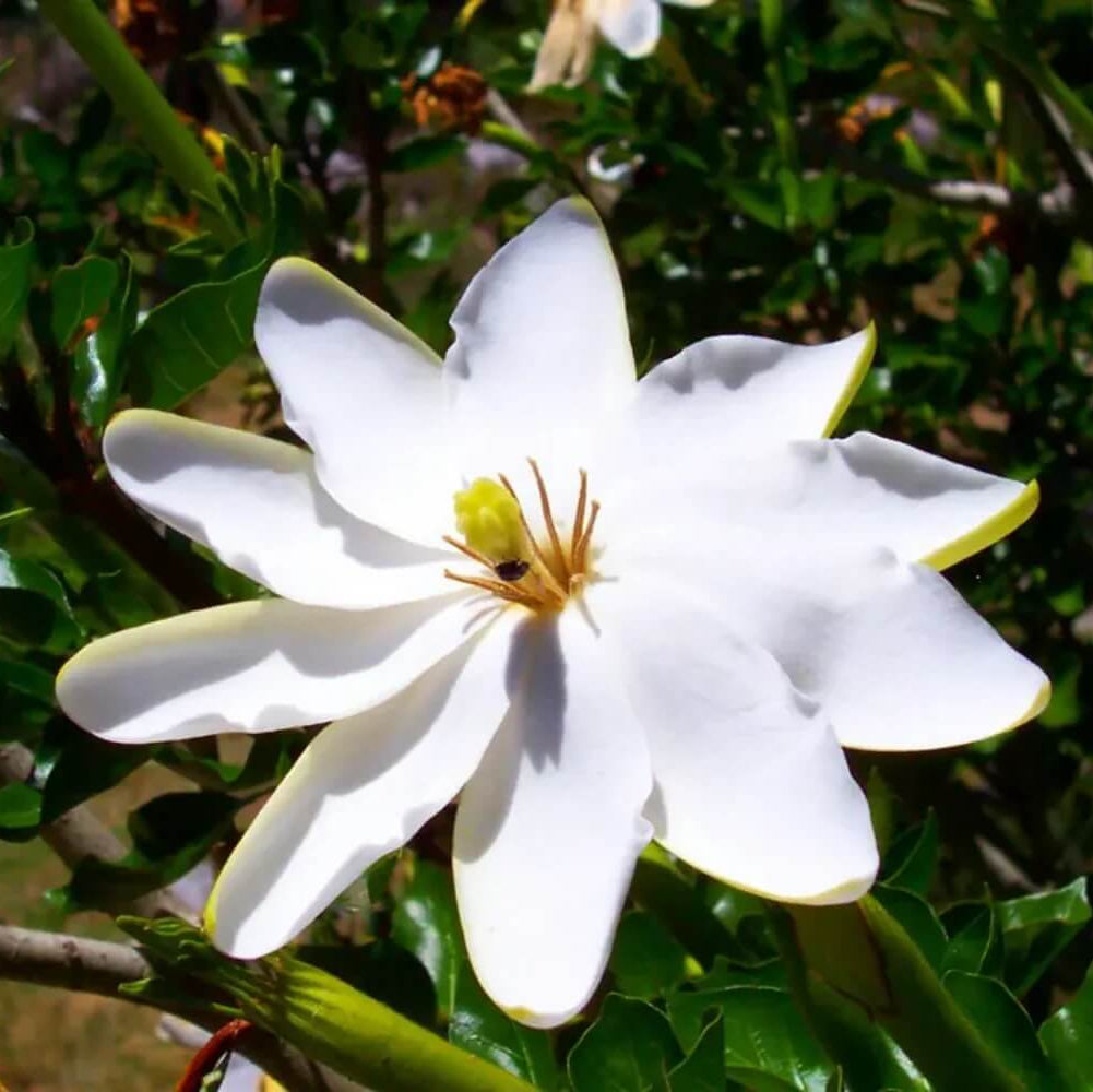Thunbergia Gardenia Seeds 