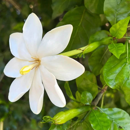Thunbergia Gardenia Seeds 