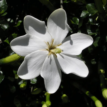 Thunbergia Gardenia Seeds 