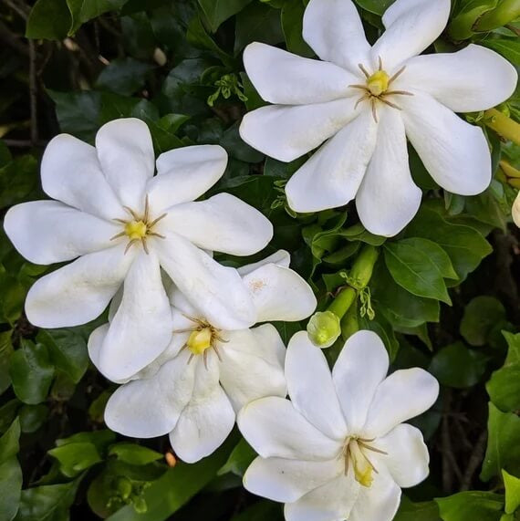 Thunbergia Gardenia Seeds 