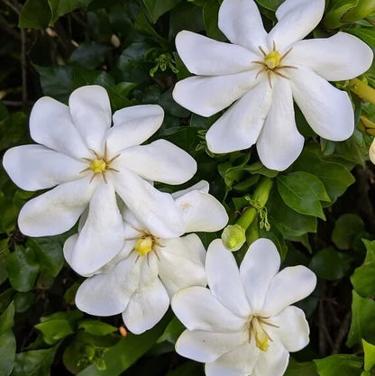 Thunbergia Gardenia Seeds 